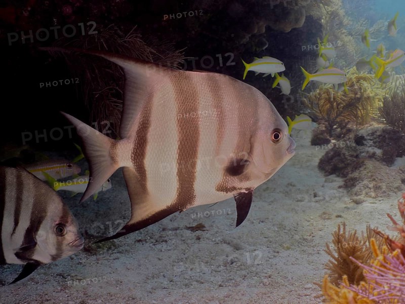 Striped fish, Atlantic spadefish (Chaetodipterus faber), swimming in a school, surrounded by corals and bright light, dive site John Pennekamp Coral Reef State Park, Key Largo, Florida Keys, Florida, USA, North America