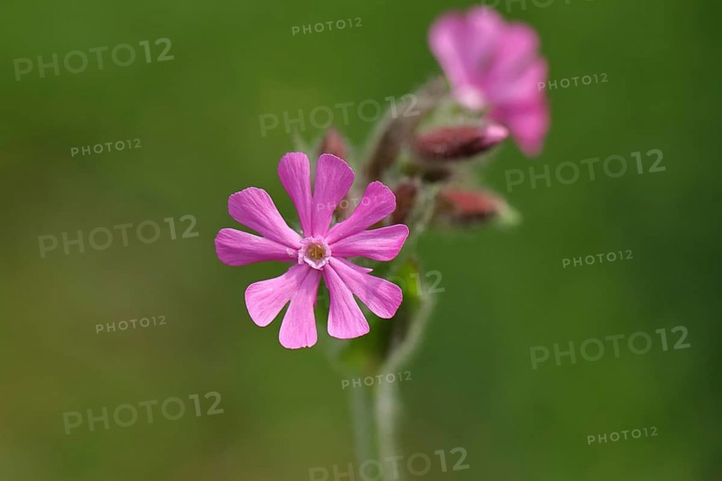 Red campion (Silene dioica), close-up of a flower in a meadow, Wilnsdorf, North Rhine-Westphalia, Germany, Europe