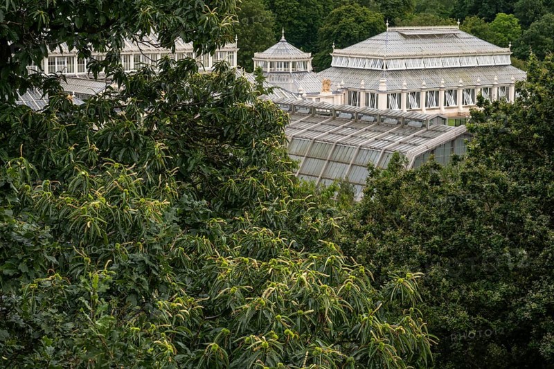 Treetops and Temperate House, largest Victorian glasshouse in the world, Royal Botanic Gardens (Kew Gardens), UNESCO World Heritage Site, Kew, Greater London, England, United Kingdom, Europe