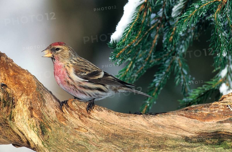 Redpoll (Acanthis flammea) at the feeding site, Allgäu, Bavaria, Germany, Allgäu, Bavaria, Germany, Europe