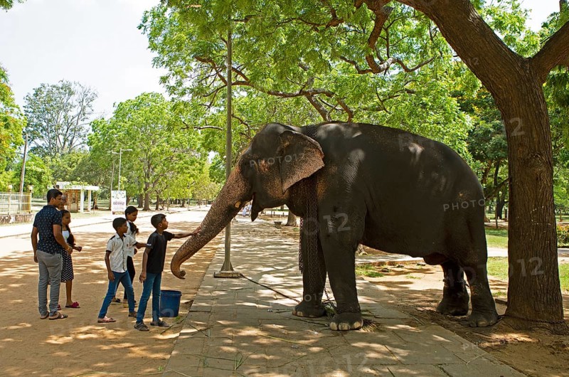 Sri Lankan children stroke the temple elephant in the Buddhist temple Ruhunu Maha Kataragama Dewalaya, Kataragama, Uva Province, Sri Lanka, Asia