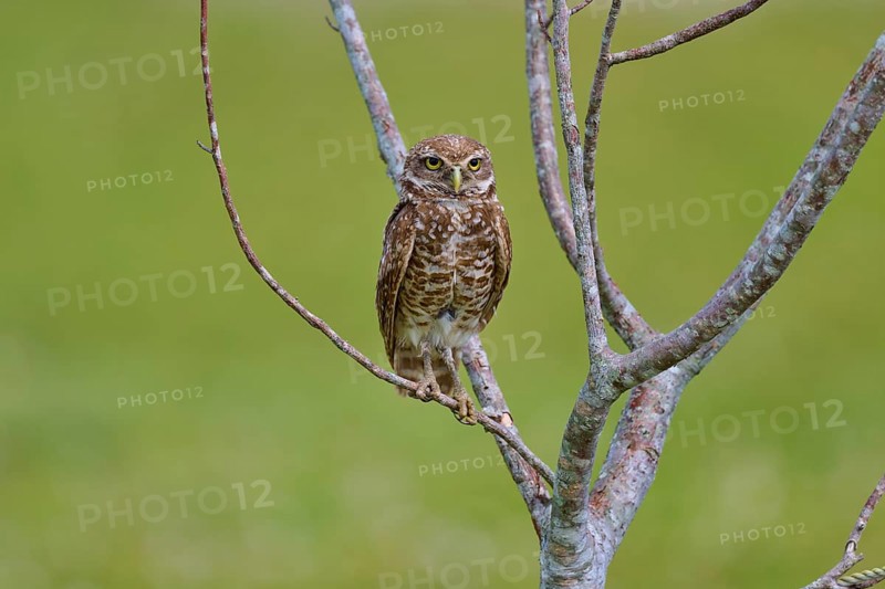 Burrowing owl (Speotyto cunicularia), sitting on a branch and observing the surroundings, Pembroke Pines, Florida, USA, North America
