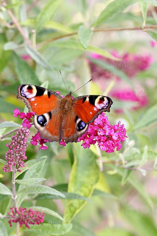 Peacock butterfly (Inachis io) sucking nectar on butterfly bush (Buddleja davidii), in a natural environment in the wild, close-up, wildlife, insects, butterflies, butterflies, Wilnsdorf, North Rhine-Westphalia, Germany, Europe