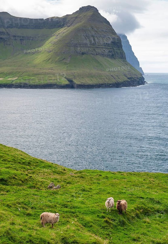 View of a coastal landscape with high, steep mountains, grazing sheep, Vidareidi, Vidoy Island, Viðareiði, Viðoy Island, Faroe Islands, Denmark, Europe