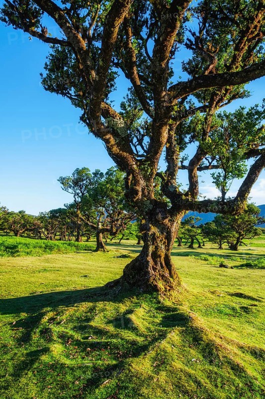Centuries-old til trees in fantastic magical idyllic Fanal Laurisilva forest on sunset. Madeira island, Portugal, Europe