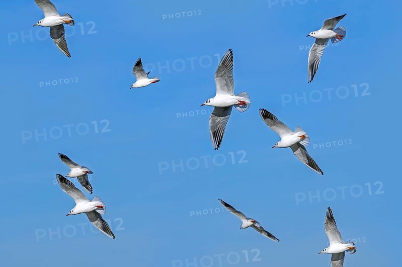 Flock of black-headed gulls (Chroicocephalus ridibundus) seagulls in non-breeding plumage in flight against blue sky in late autumn, winter