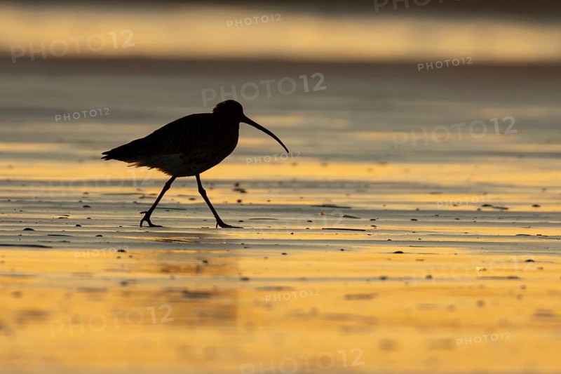 Eurasian curlew (Numenius arquata) silhouette of an adult bird walking on a beach at sunset, Norfolk, England, United Kingdom, Europe