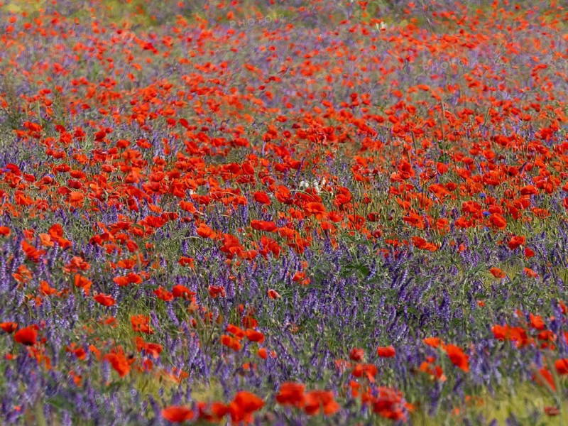 Common Poppies (Papaver rhoeas) and Common Vetch (Vicia caracca), flowering on fallow farmland, Hesse, Germany, Europe