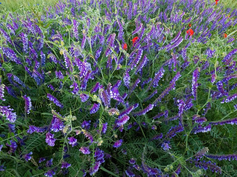 Common vetch (Vicia caracca), flowering at the edge of a field, Hesse, Germany, Europe