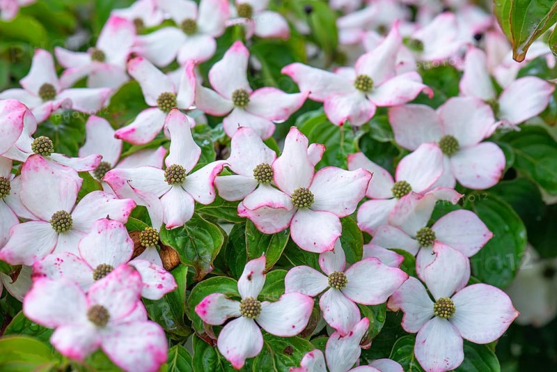 Asian flowering dogwood (Cornus kousa), Bavaria, Germany, Europe