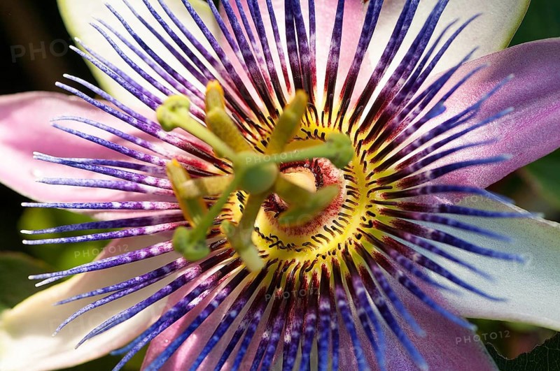 Flower impression, blue passion flower (Passiflora caerulea)