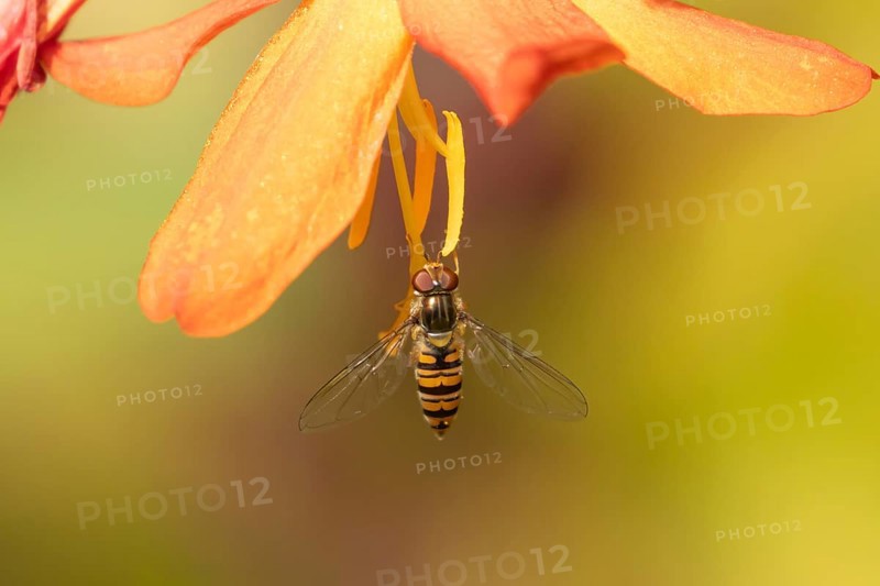 Common hoverfly (Eupeodes corollae) adult insect on an orange garden Crocosmia flower, Suffolk, England, United Kingdom, Europe
