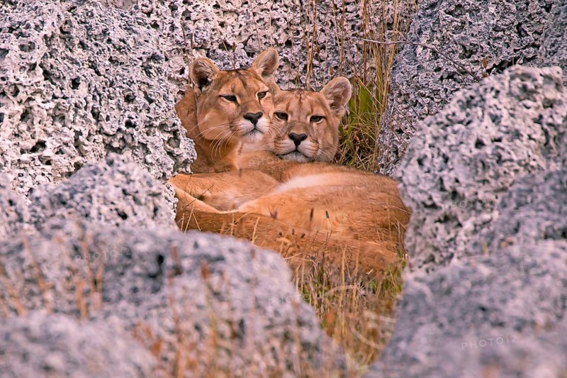 Female Cougar foraging, South America, Chile, Torres del Peine NP, Felis concolar patagonia, Torres del Paine NP, South America