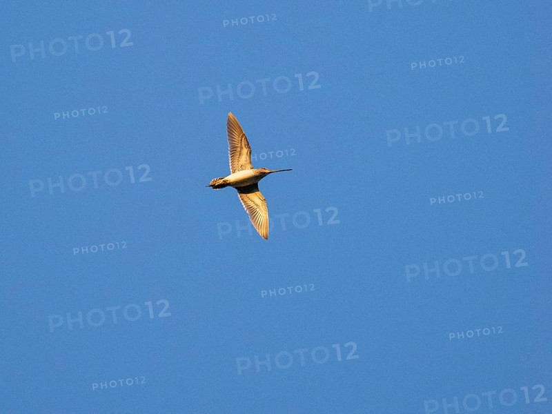 Common Snipe (Gallinago gallinago) in drumming display flight over breeding ground, three hours after midnight, midnight sun, May, Finnish Lapland