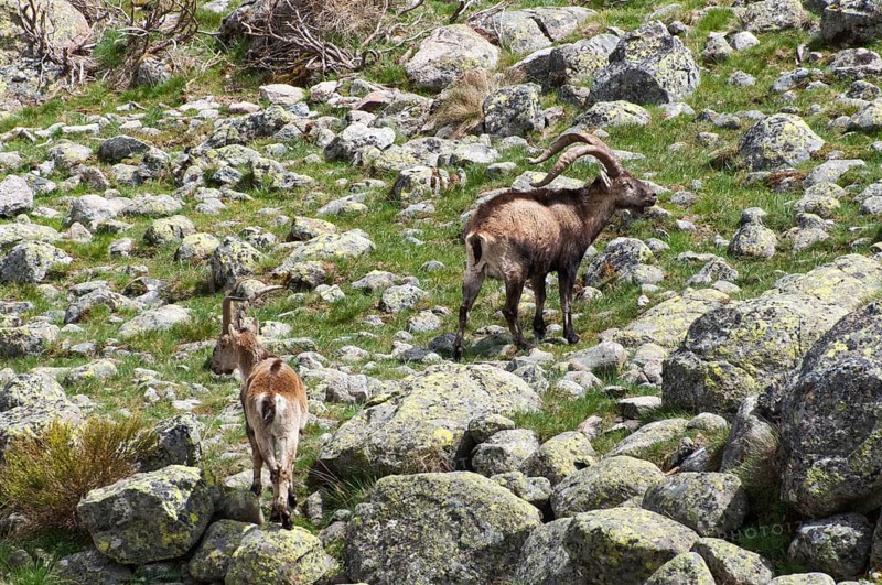 Two wild goats in a rocky landscape in the mountains with green vegetation, Gredos ibex (Capra pyrenaica victoriae), spanish ibex (Capra pyrenaica), Iberian ibex, Reserva national de Gredos, Sierra de Gredos, Ávila, Avila, Madrid, Spain, Europe