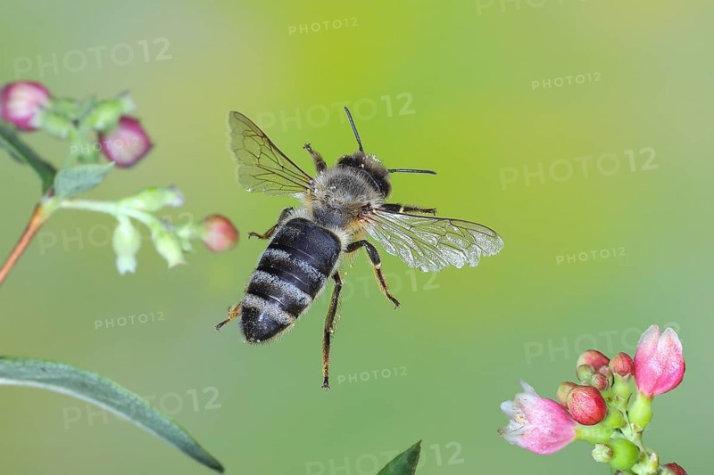 European honey bee (Apis mellifera) bee in flight, between the flowers of the common snowberry (Symphoricarpos albus), highspeed nature photo, flight photo, wildlife, insects, Siegerland, North Rhine-Westphalia, Germany, Europe