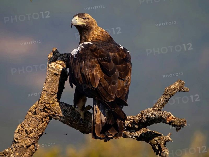 Spanish imperial eagle (Aquila adalberti), El Millaron Imperial Eagle Hid, Salorino, Extremadura Caceres, Spain, Europe
