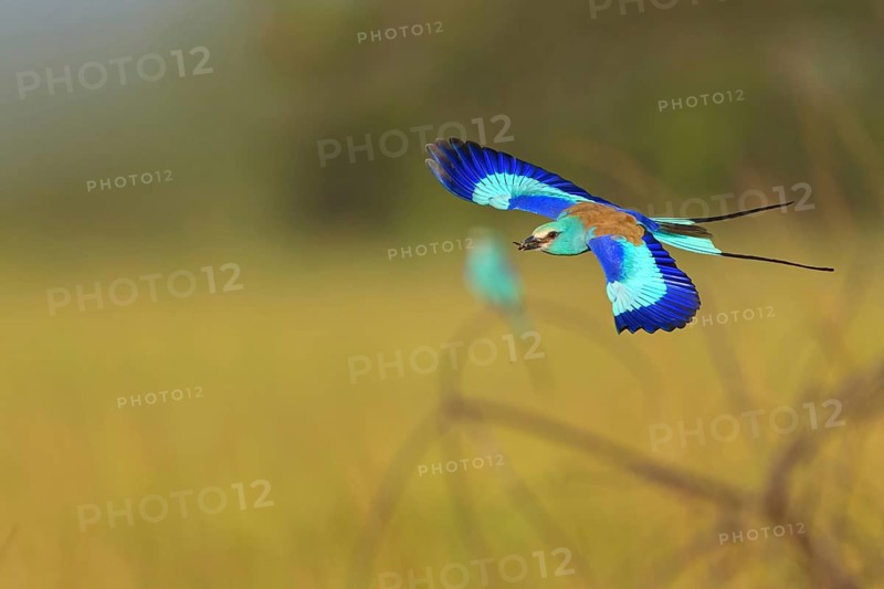 Abyssinian roller (Coracias abyssinica), Kuntaur rice fields, Kuntaur, South Bank, Gambia, Africa