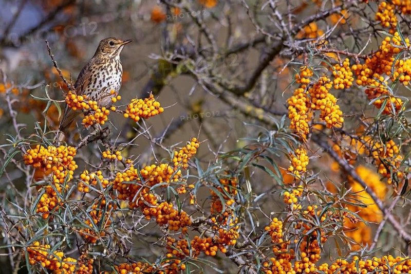 Song thrush (Turdus philomelos), Heligoland Island, Schleswig-Holstein, Federal Republic of Germany