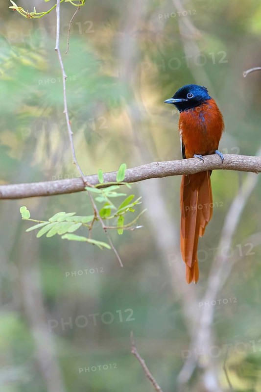 Senegal Paradise Flycatcher, (Terpsiphone rufiventer), Brufut woods, Brufut, South Bank, Gambia, Africa