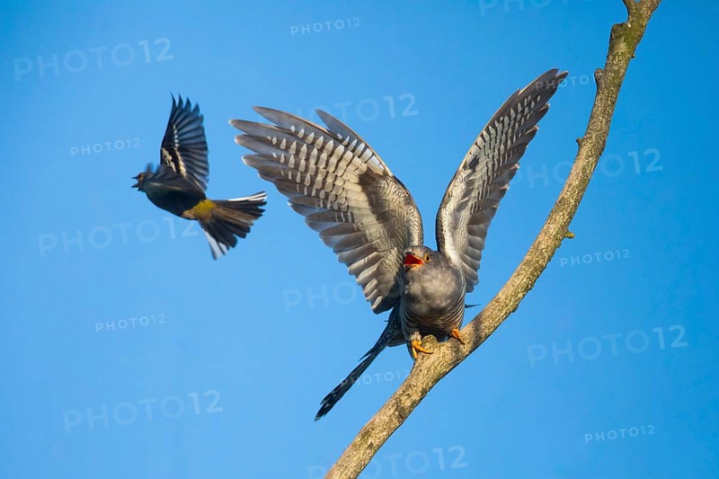 Common cuckoo (Cuculus canorus), male perched on a tree branch in spring, in a threatening pose, being mobbed by a female chaffinch (Fringilla coelebs), Hesse, Germany, Europe