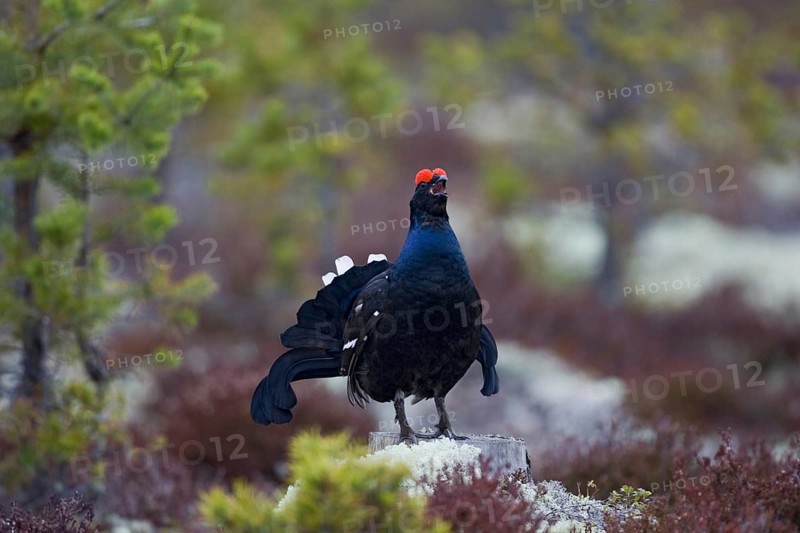 Black grouse, courtship behaviour, (Lyrrus tetrix), Hamra, Hamra, Sweden, Europe