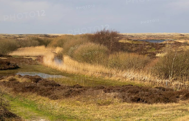 Natural waterways and lakes between sand dunes in nature park de Bollekammer, fringed with reeds and willow bushes, on the west coast, island of Texel, Holland
