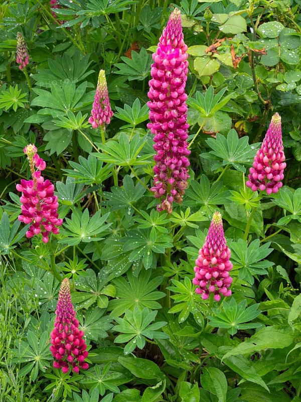 Garden Lupins (Lupinus Polyphyllus), pink and purple lupine flowers, covered in raindrops, in a green garden setting, Hesse, Germany, Europe