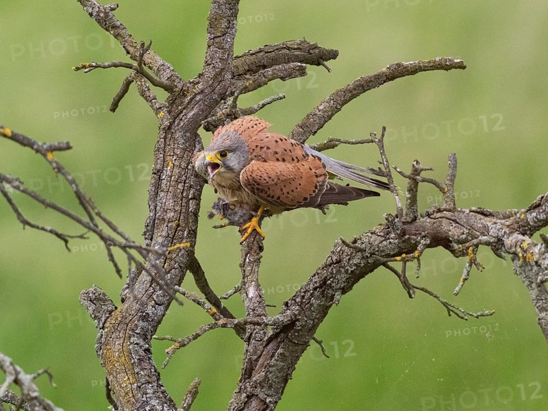 A kestrel perched on a twisted branch with prey in its talons, partially crouched, calling to intruder, Common Kestrel (Falco tinnunculus), male, Hesse, Germany, Europe