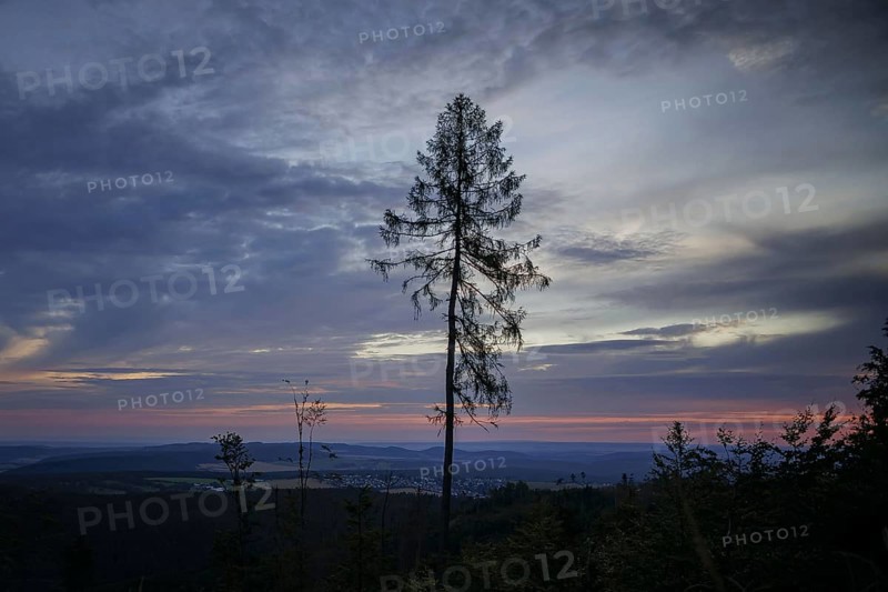 Symbolic photo on the subject of forest dieback. Bare trees at dawn on an area infested by the bark beetle near Ilmenau in the Thuringian Forest. Ilmenau, 26.07.2024