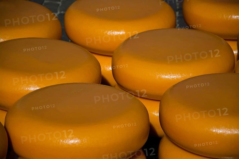 The cheese market in Alkmaar is the largest in the Netherlands with the traditional cheese carriers, Netherlands