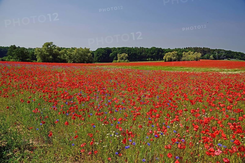 Europe, Germany, Mecklenburg-Western Pomerania, Poppy field near Göhren-Lebbin, Göhren-Lebbin, Mecklenburg-Western Pomerania, Germany, Europe