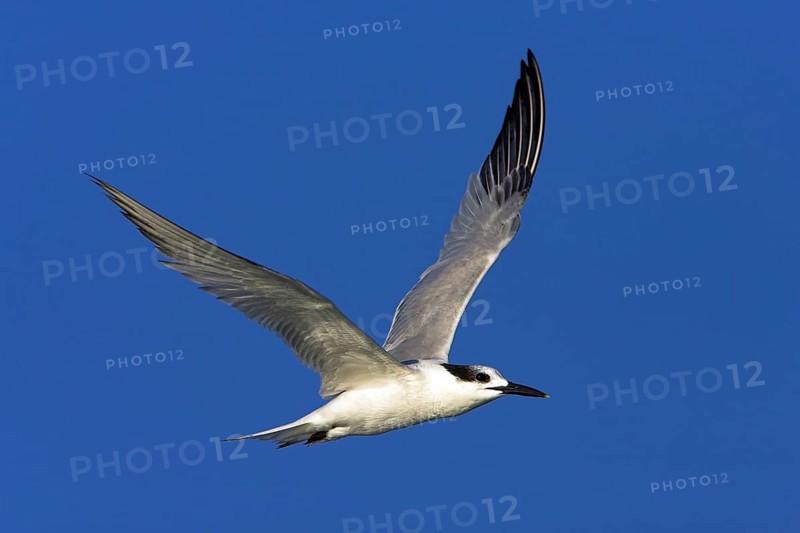 Sandwich tern (Sterna sandvicensis), Bowman's Beach, Sanibel Island, Florida, USA, North America