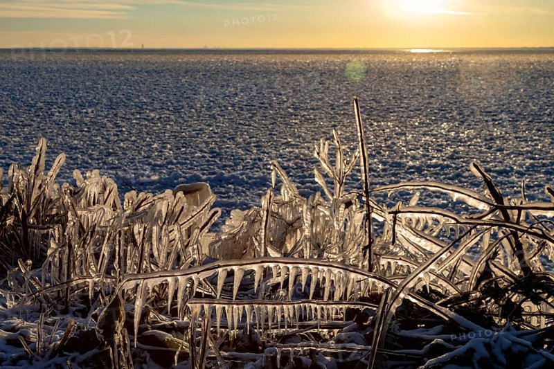 Harrison Twp, Michigan, Ice coated vegetation on the shore of Lake St Clair after a heavy rainstorm was followed by high winds and plummeting temperatures