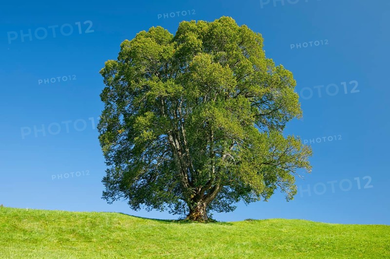 Large lime tree in Oberägeri, Canton Zug, Switzerland, Europe