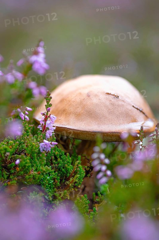 Orange birch bolete (Leccinum versipelle), common heather (Calluna vulgaris), heather, mushroom, nature photograph, Tynset, Innlandet, Norway, Europe