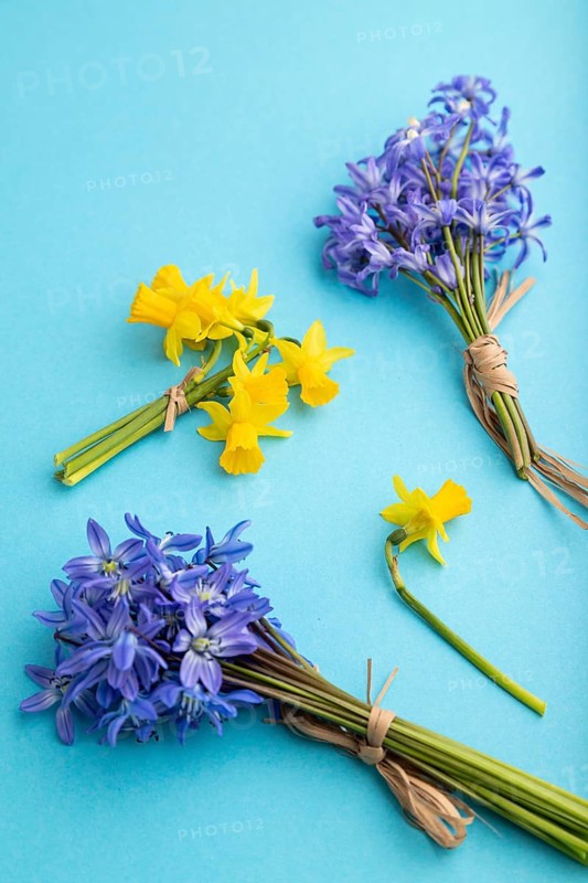 Spring snowdrop flowers bluebells, narcissus on blue pastel background. side view, close up, still life. Beauty, spring concept