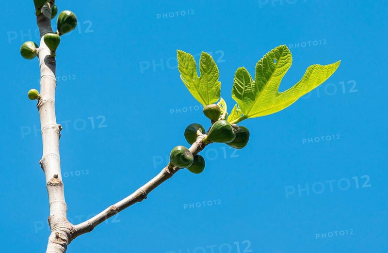 Young fig branch with fresh, green leaves and small figs, real fig (Ficus carica), also fig tree, fruits on the branches, in front of a cloudless, clear blue sky, Peguera or Paguera, Majorca, Spain, Europe