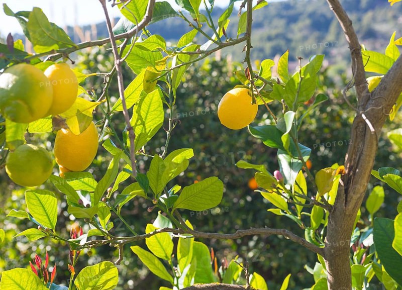 Lemons (Citrus × limon) on a tree in the sunlight, lemon tree with green and ripe yellow fruits, green leaves, red, newly sprouting leaves and reddish flower buds, mountains in the background, valley of Soller, Biniaraix, Majorca, Spain, Europe