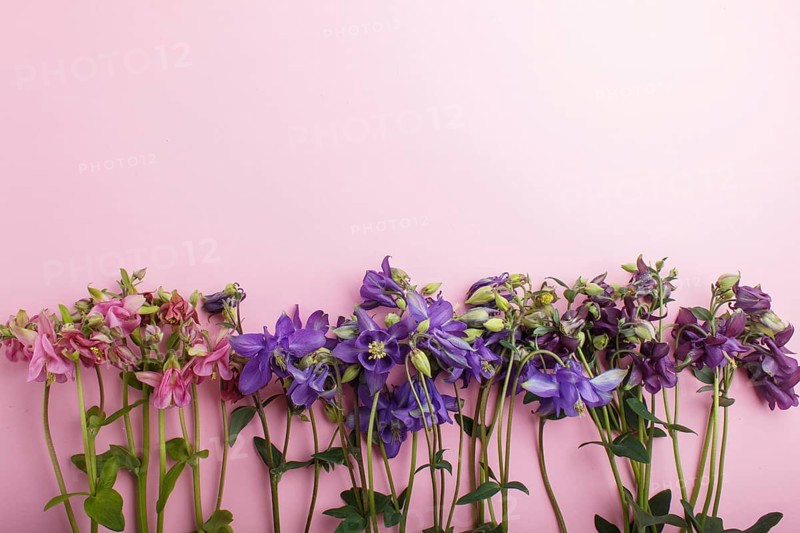 Pink and purple columbine flowers on pastel pink background. Morninig, spring, fashion composition. Flat lay, top view, copy space
