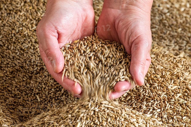 Grain in one hand, grain, harvest, harvest thanksgiving, agriculture, yield, Vechta, Lower Saxony, Germany, Europe