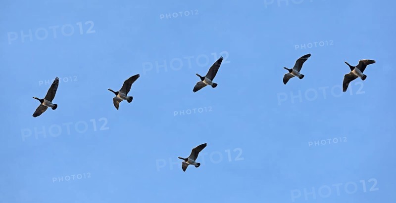 Flock of Barnacle Geese (Branta leucopsis), Goldhöft, Geltinger Birk, Gelting, Schleswig-Holstein, Germany, Europe
