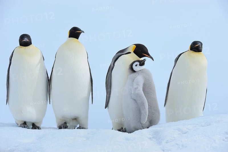 Emperor penguins (Aptenodytes forsteri), Group of Adult with Chick, Snow Hill Island, Antartic Peninsula, Antarctica