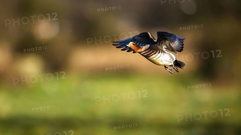 Eurasian Wigeon, (Mareca penelope) male in flight over marshes