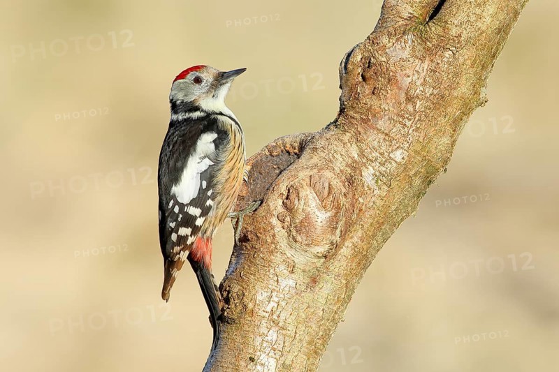 Middle Spotted Woodpecker (Dendrocopos medius) sitting on a branch, Animals, Birds, Woodpeckers, Siegerland, North Rhine-Westphalia, Germany, Europe