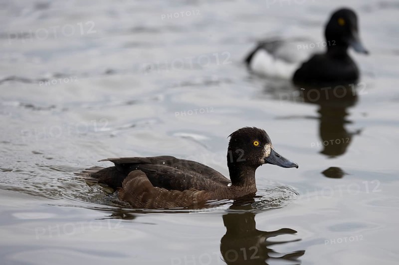 Greater scaup (Aythya marila), female with male, Reykjavik, Iceland, Europe