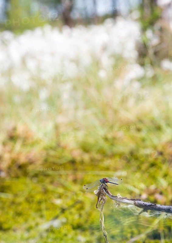 White-faced darter (Leucorrhinia dubia), mature male sitting on a perch, seed clusters in the background, seed heads of hare's-tail cottongrass (Eriophorum vaginatum), Pietzmoor, Lüneburg Heath nature reserve, Schneverdingen, Lower Saxony, Germany, Europe