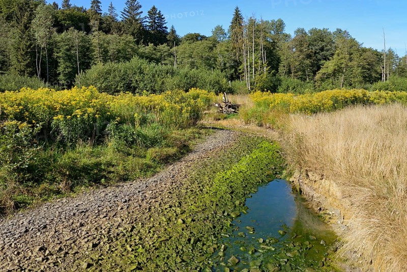 Arnsberg Forest, forest stream dried out by extreme heat and drought, goldenrod (Solidago) on the bank, inflorescence, Arnsberg Forest nature park Park, North Rhine-Westphalia, Germany, Europe