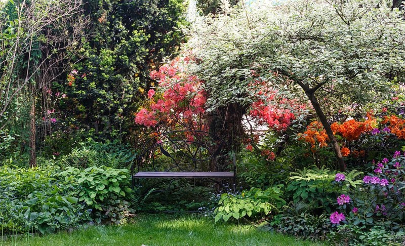 Decorative trees. shrubs and flowers in the garden: spruce, arborvitae, pine, fir, juniper, rhododendron. Beautiful landscape design