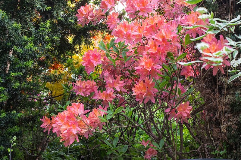Decorative trees. shrubs and flowers in the garden: rhododendron, ferns, orchids. Beautiful landscape design